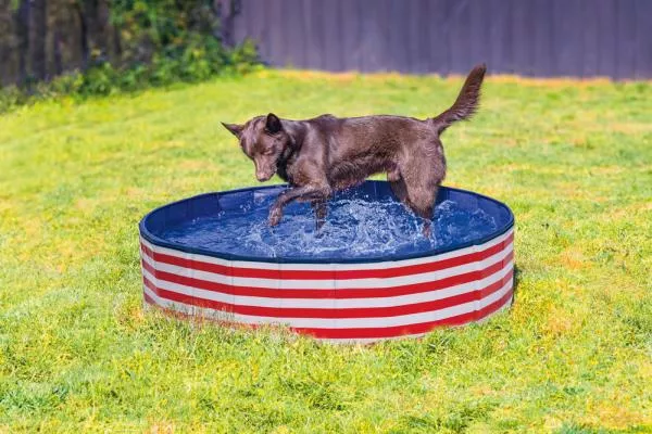 Hundepool weiß/rot Streifen